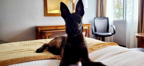 Bangor Hotel | Bangor Grande Hotel