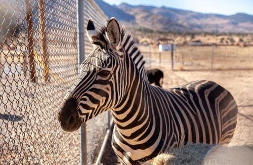 Williamson House | Zebra Ranch 16-guest Compound Mtn Vuspapkl Bal