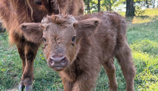 Farm Stay with Highland Cows
