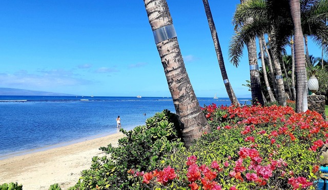 Lahaina Shores 406 Beach Front Mountain View