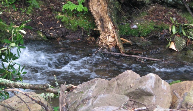 Secluded with bold creek at 4000 elevation