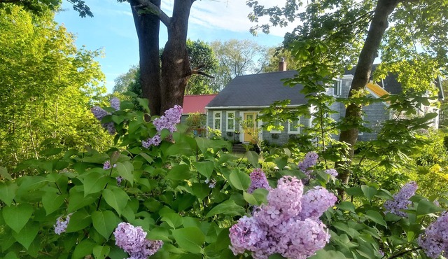 The Perch - Walk to Town & the Ocean - Rockland License STR26-45