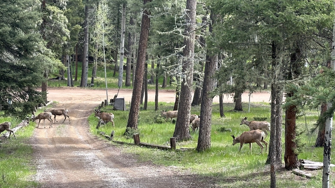 Photo of Others in Angel Fire