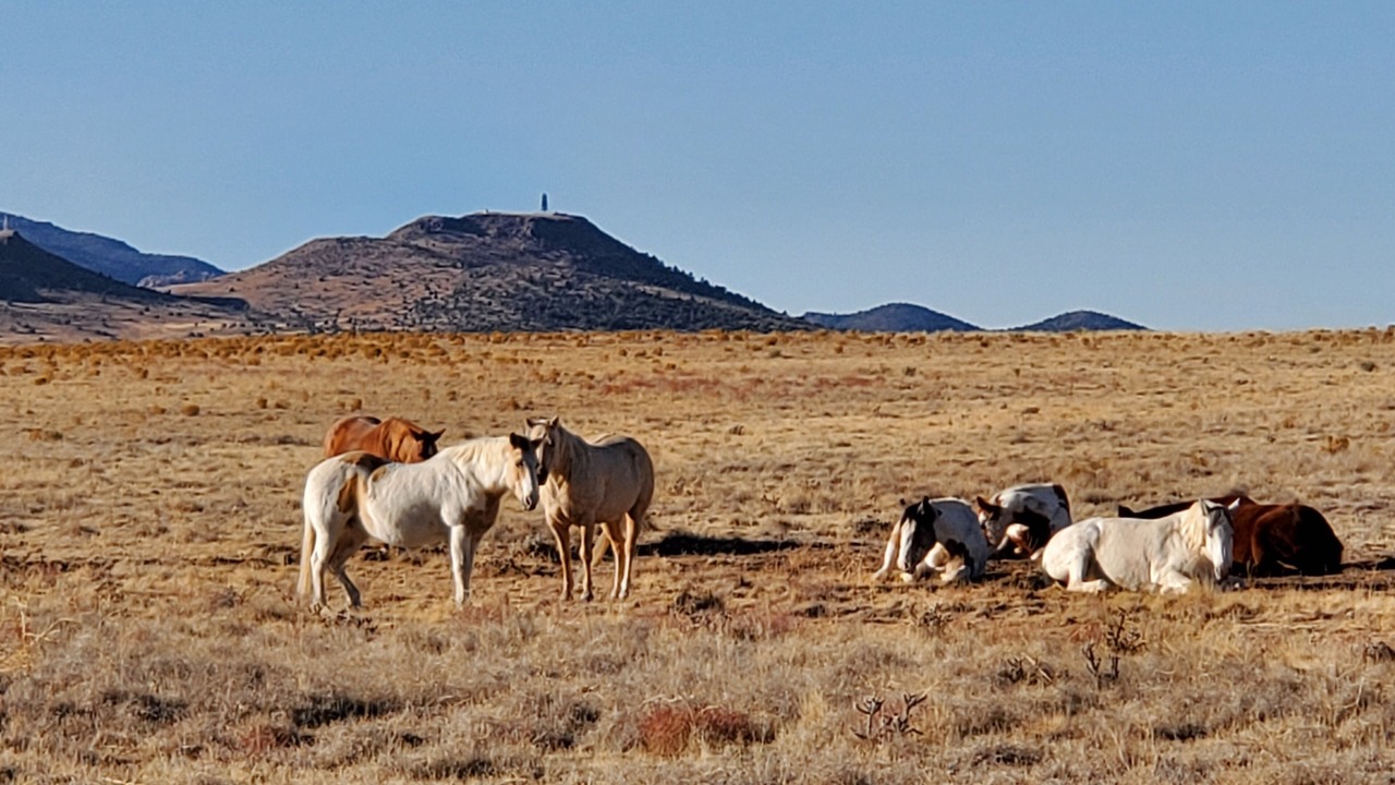 Photo of Others in Chino Valley