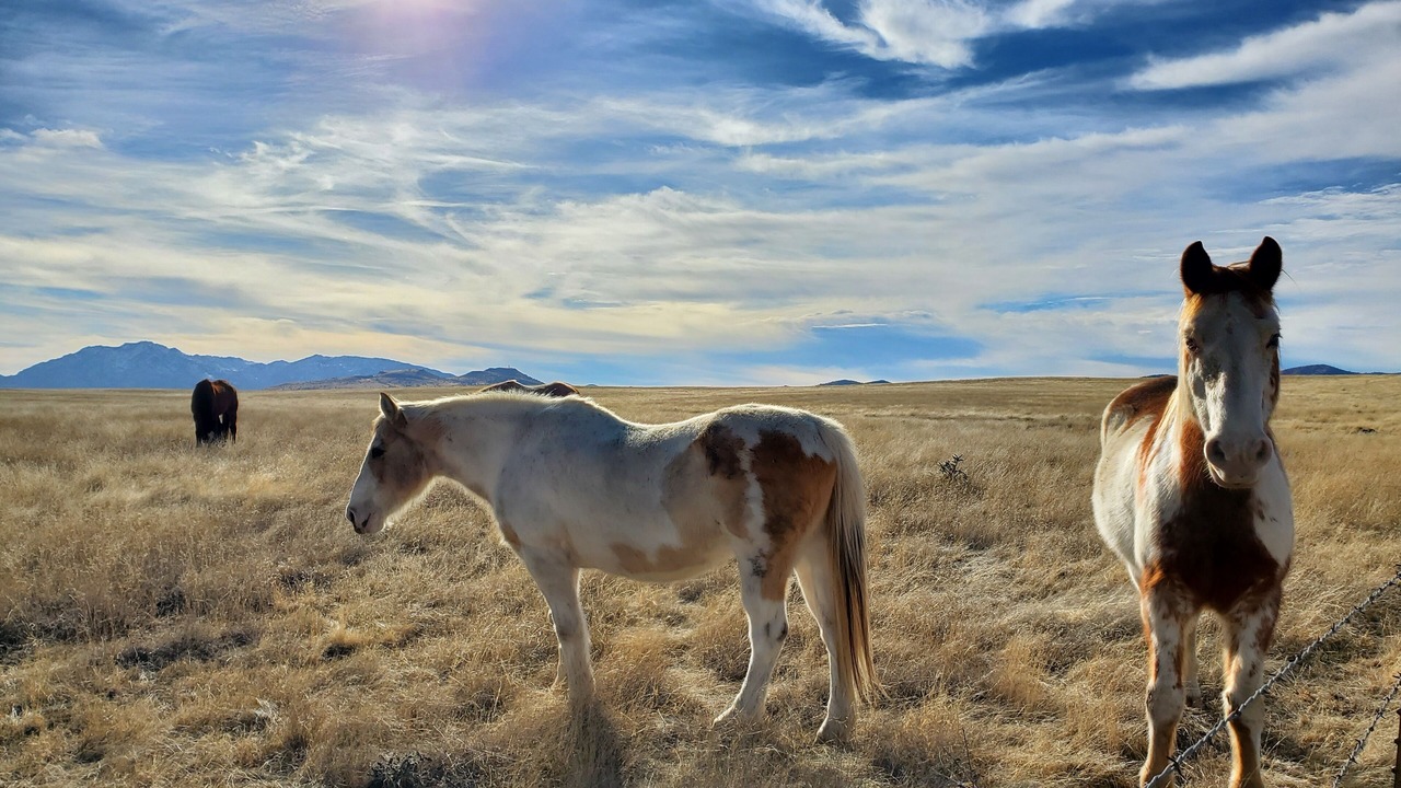 Photo of Others in Chino Valley