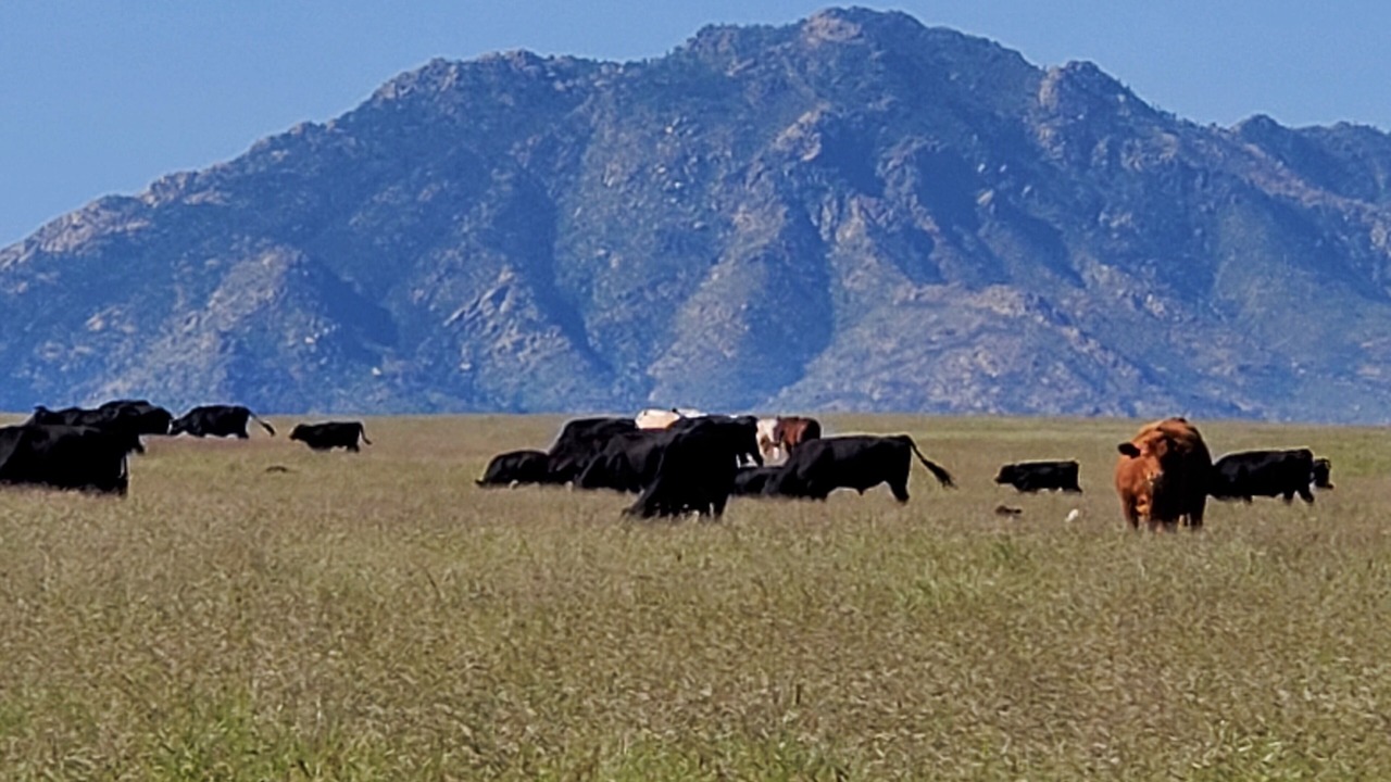 Photo of Others in Chino Valley