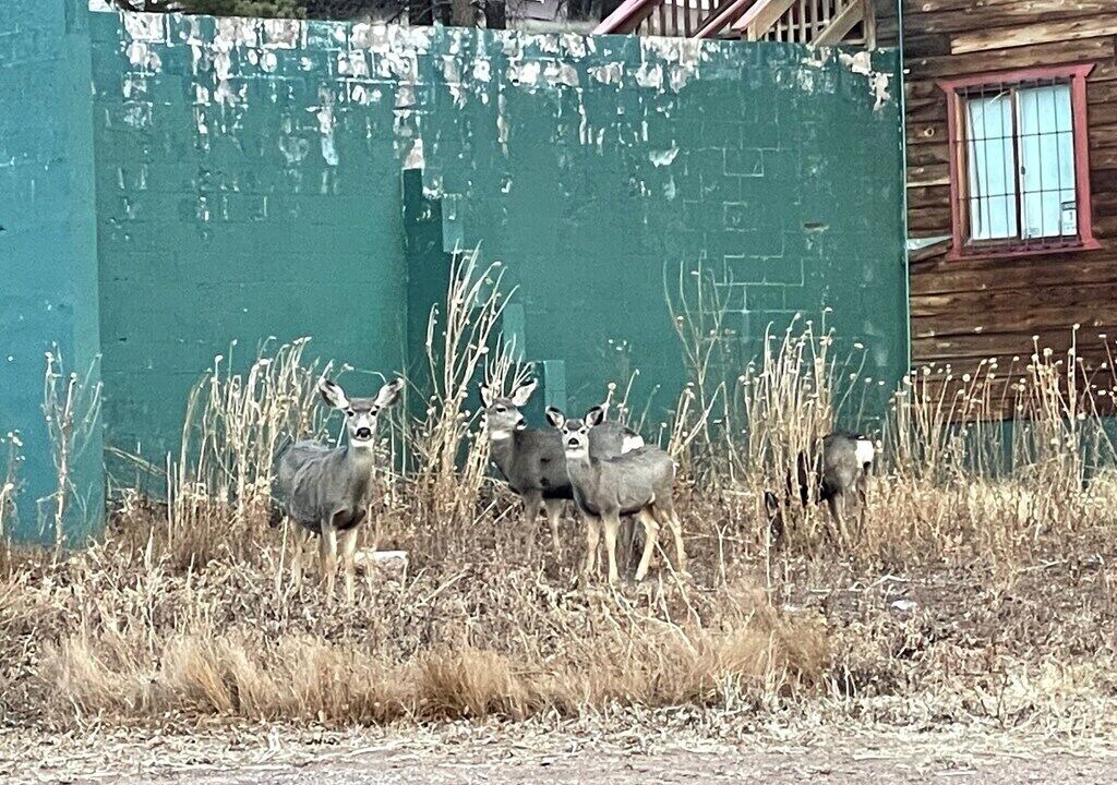 Photo of Others in Angel Fire