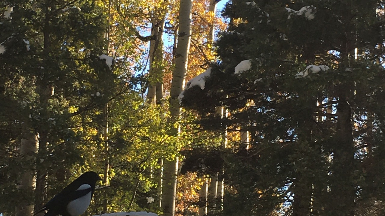 Photo of Outdoor in Angel Fire