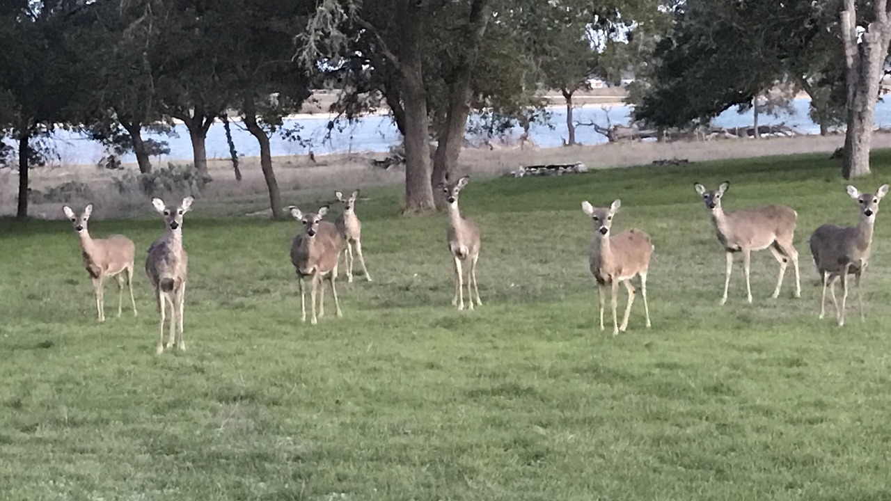 Photo of Others in Canyon Lake