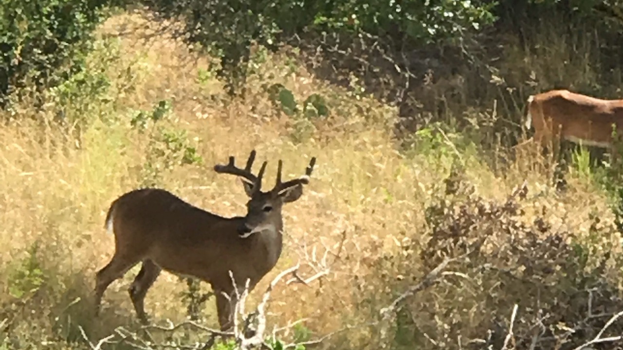 Photo of Others in Canyon Lake
