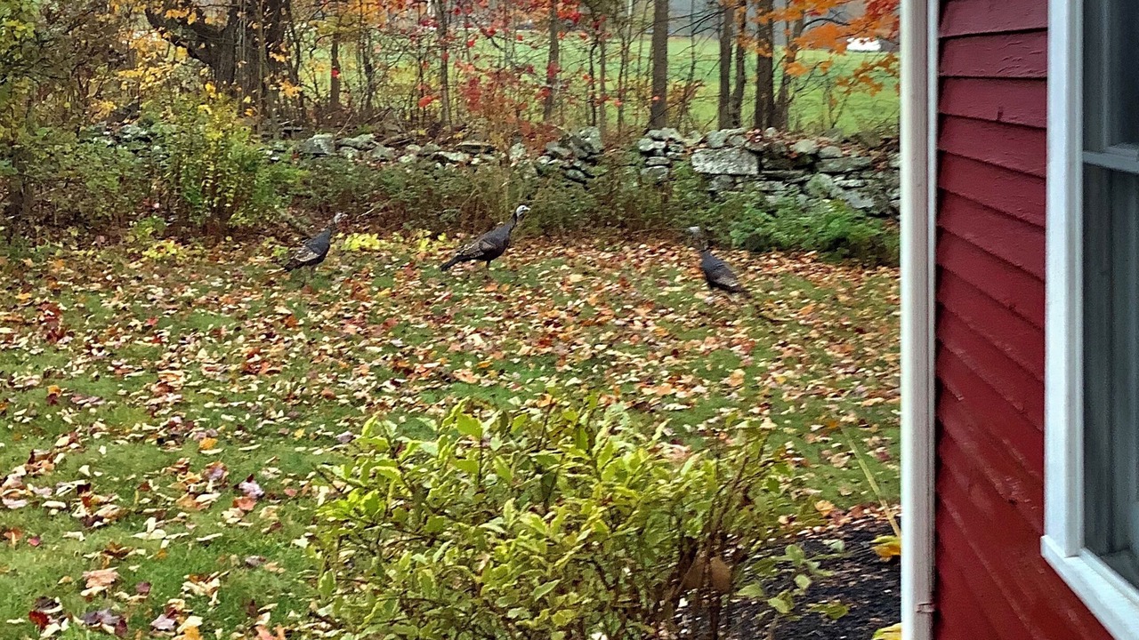 Photo of Outdoor in Waldoboro