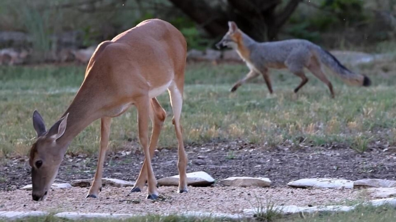 Photo of Others in Canyon Lake